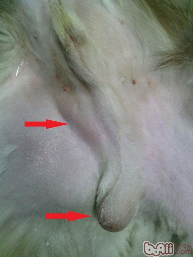 狗狗隐睾如何治疗