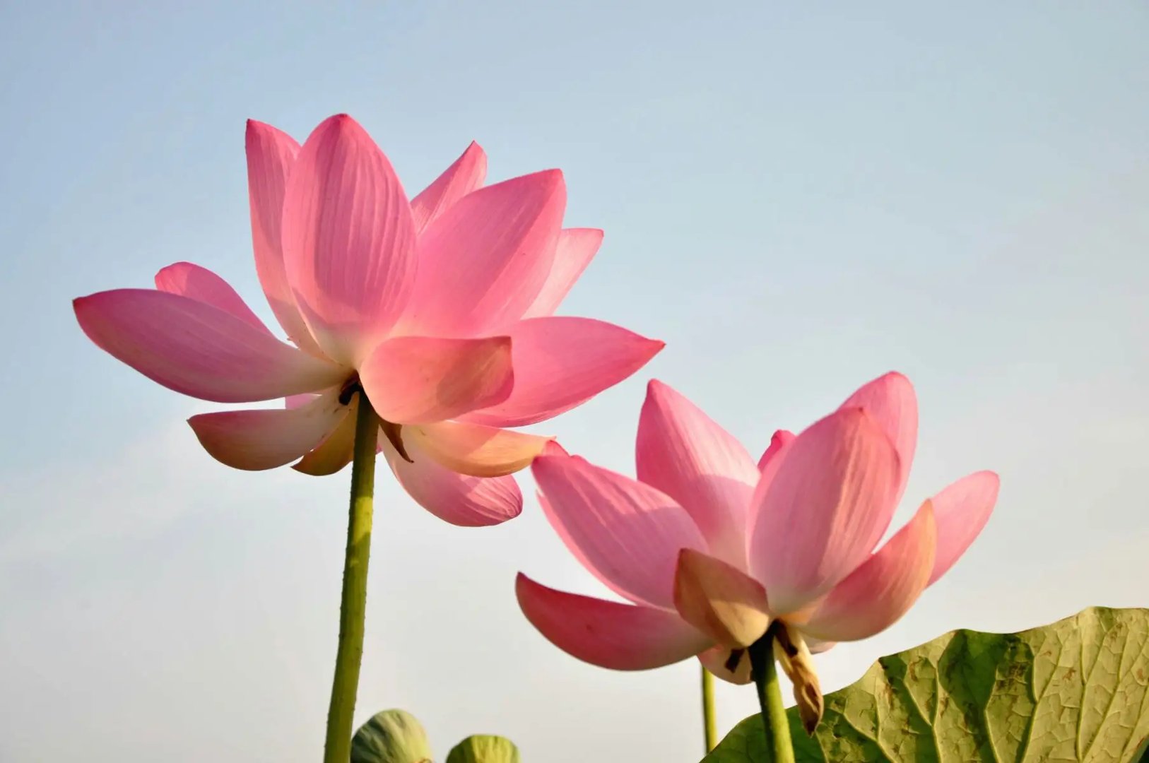 抱瑜握瑾是什么意思