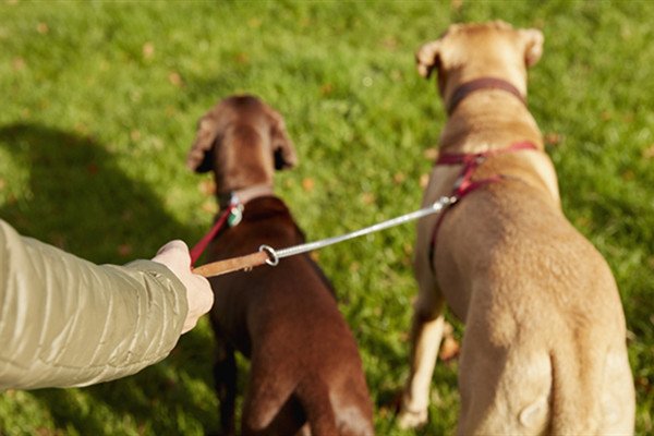 男子遛狗不栓绳被罚款2500元,你如何看待“遛狗不拴狗”的这一行为?