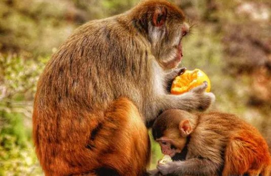 小子后生是什么生肖