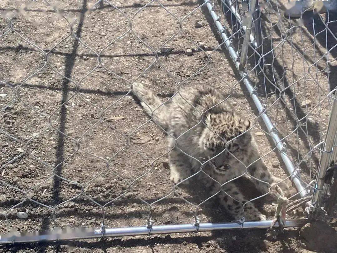 青海兴海县雪豹“闯祸”咬死咬伤39只羊4头牛，当地采取了什么举措？