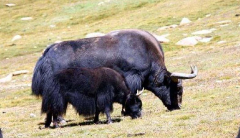 遇野牦牛冲撞男子藏牛粪堆后逃生，野牦牛对人有敌意吗？它的战力到底如何？