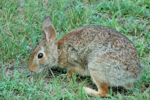 制作萱笔用什么毛