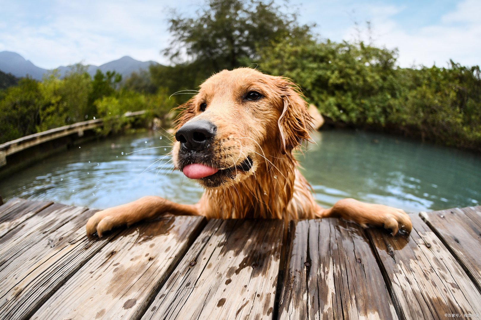金毛寻回犬在宠物界是名气很足的，个性也十足，但是真的好养吗？