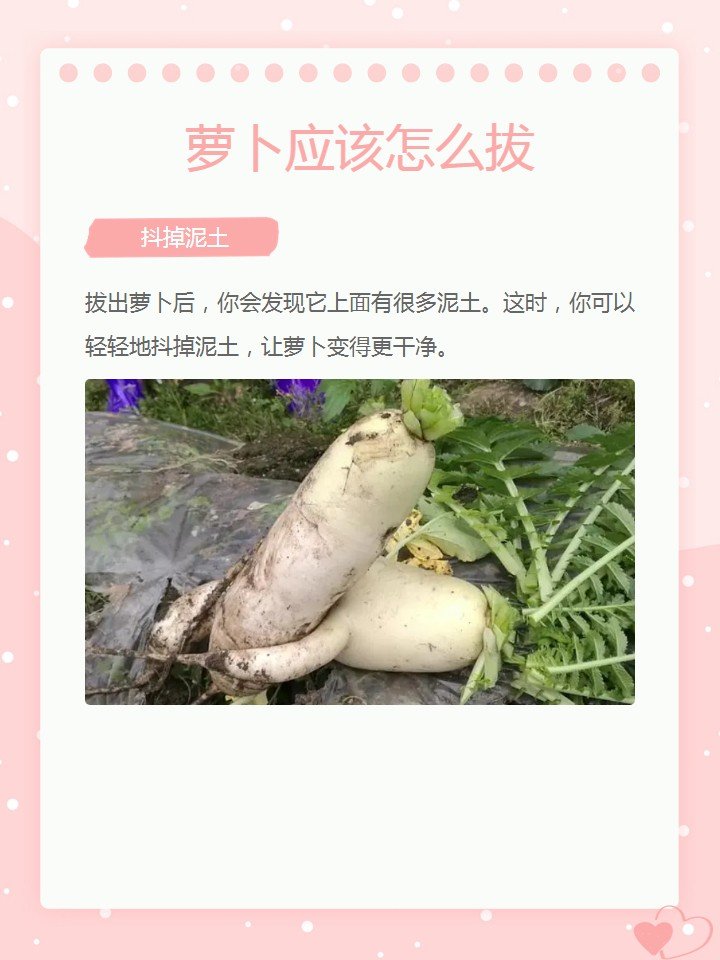 萝卜应该怎么拔