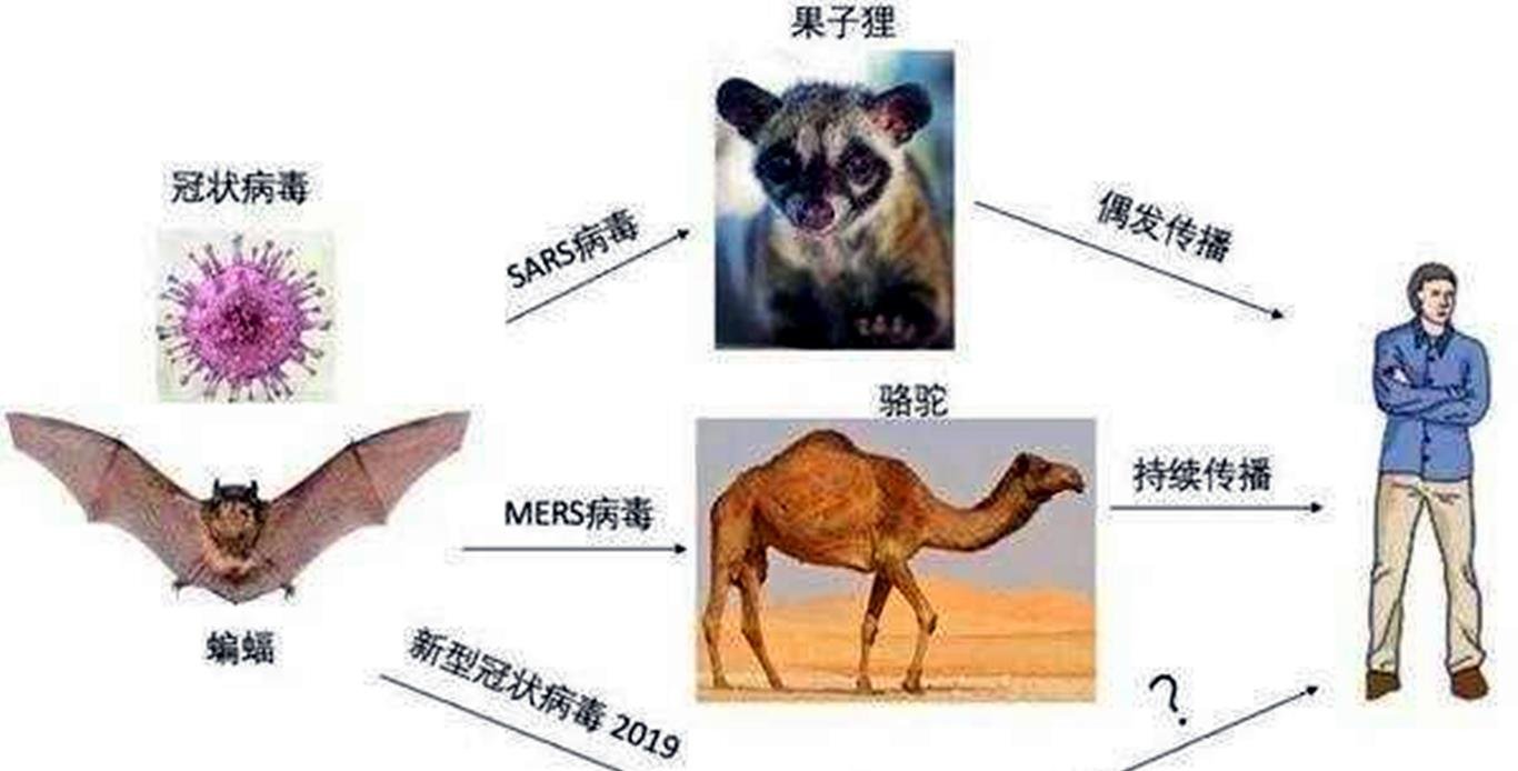 菊头蝠携带了那么多病毒为何没事，是以毒攻毒吗