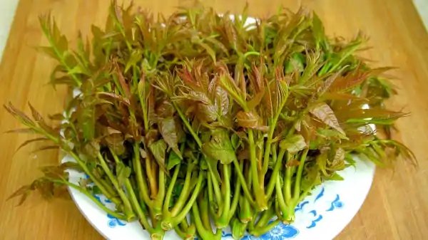 人们常常吃的香椿菜是属于什么木?