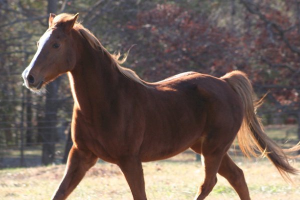 贤才君子比喻什么生肖