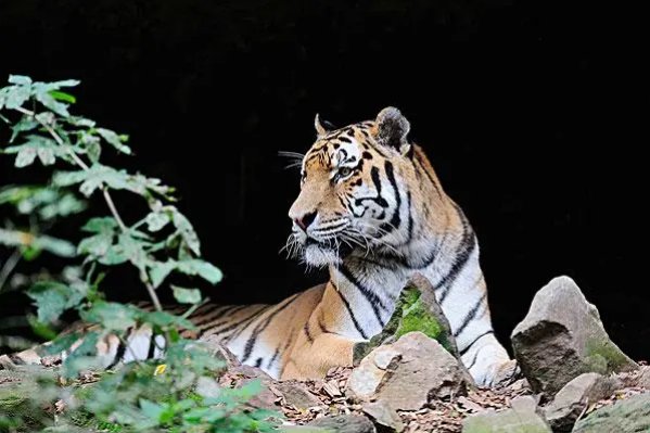 虎和羊的属相合不合