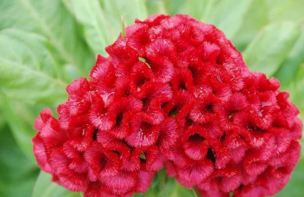 后庭花什么意思