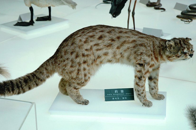 袋狸的东袋狸 - 简介