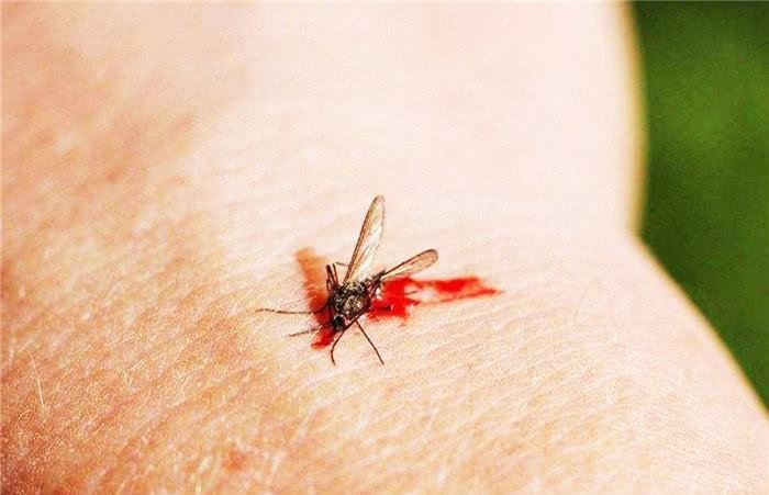 蚊子有什么用？为什么不把地球上的蚊子消灭？