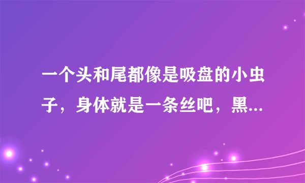 一个头和尾都像是吸盘的小虫子，身体就是一条丝吧，黑色的，很小
