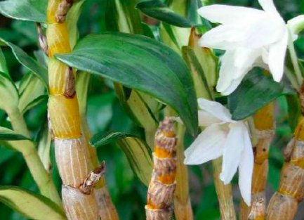 霍山石斛有哪些信得过的品牌?