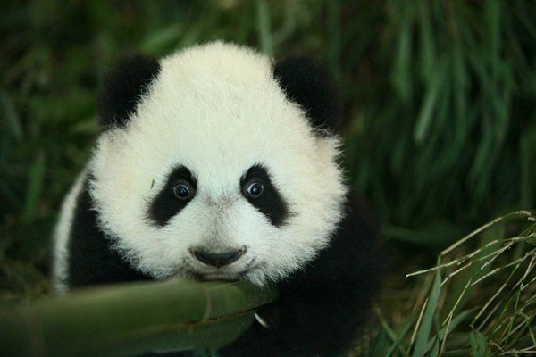 世界上最笨的动物排名