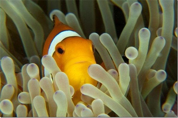 地球上的物种为何千奇百怪？是什么影响的？