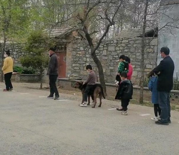 河南一小男孩坐在狗狗身上排队做核酸，这一幕遭到了网友怎样的吐槽？