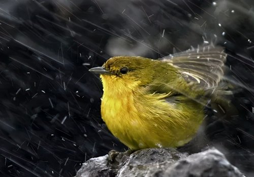 直击重庆暴雨袭城：大蛇被冲到马路！暴雨对动物们有哪些影响？
