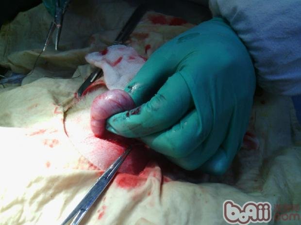 狗狗隐睾如何治疗