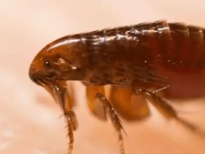 北京朝阳一小区车库跳蚤泛滥成灾，到底该如何治理跳骚？