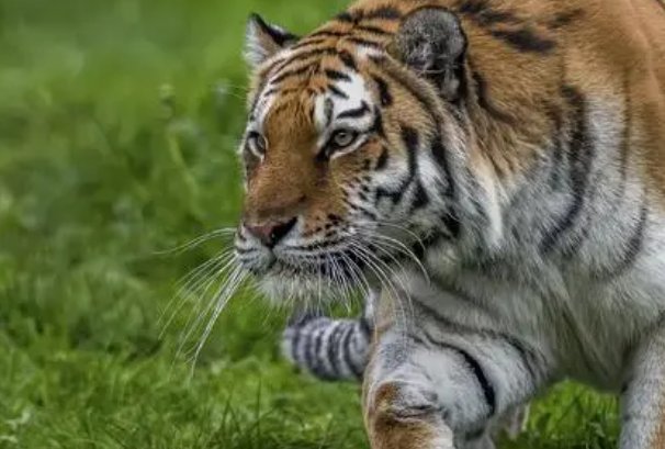 秋雨绵绵是指什么生肖动物