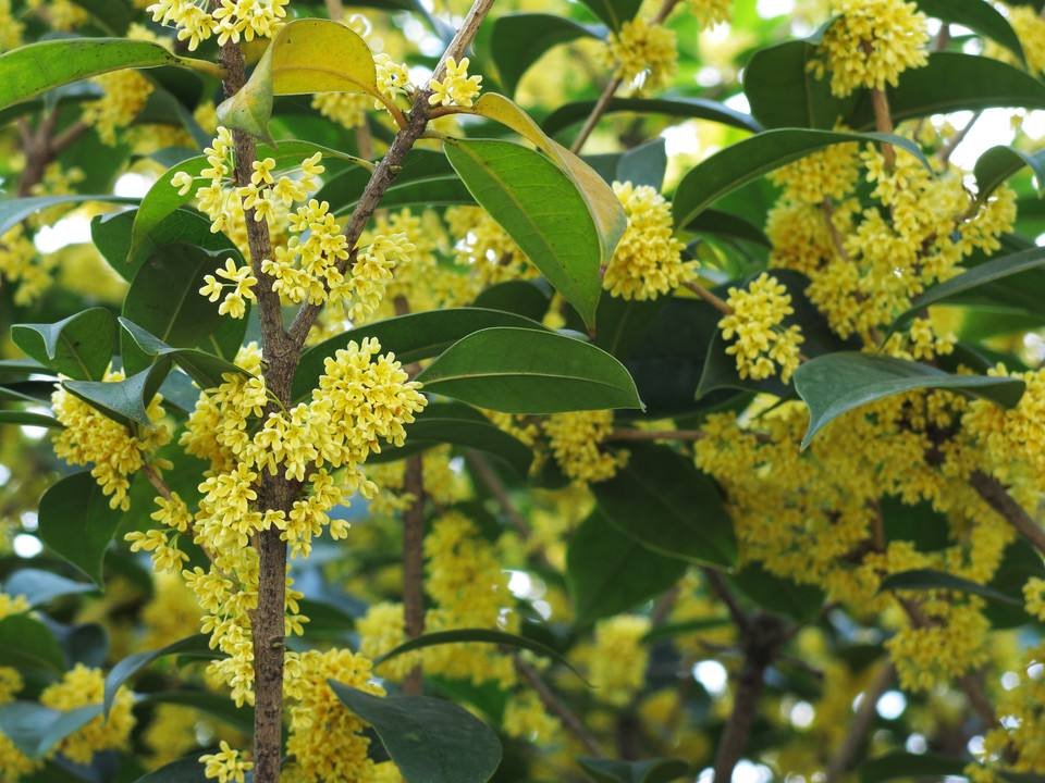 形容桂花的四字成语有哪些？