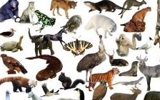 马不停蹄的生肖