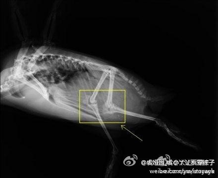 企鹅有膝盖么？