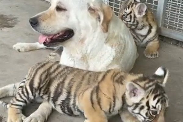 龙口一虎妈妈不喂奶 拉布拉多犬成小虎崽临时“奶妈”，其画面有多温馨？
