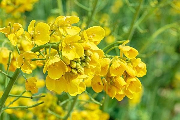 2023年婺源油菜花花期