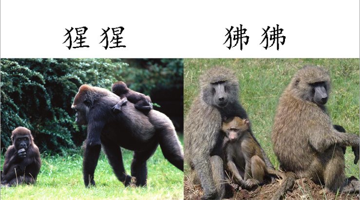 狒狒和猩猩的区别？
