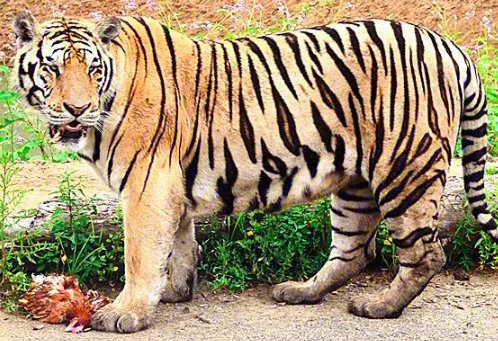 中国十大最强的老虎排名