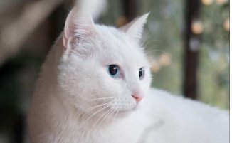 你听过有关猫的邪恶传说吗？