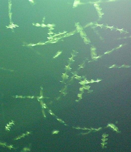 飞棍是什么类型的动物？