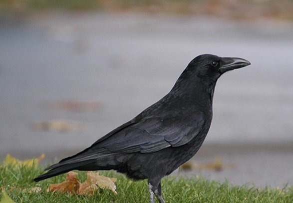 为什么以前农村很多乌鸦，现在却很少见了？