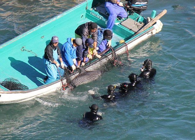 日本开始年度海豚捕猎活动，现场情况如何？