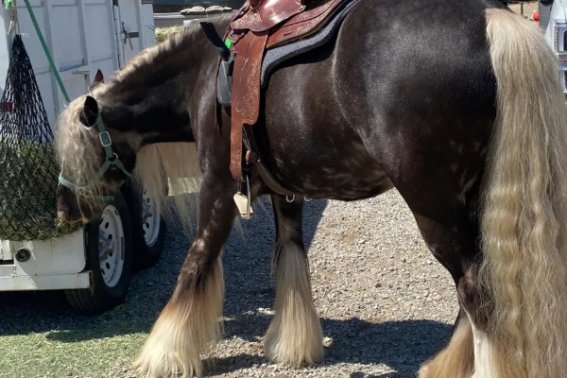 恸哭流涕一打一生肖