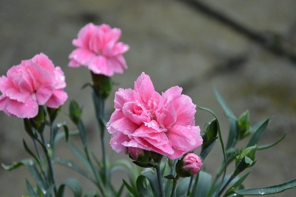 十九朵康乃馨的花语是什么意思