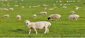 称心如意指什么生肖