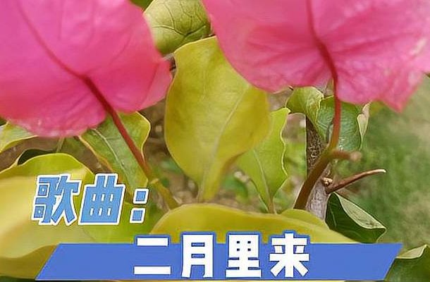 二月里来歌曲原唱