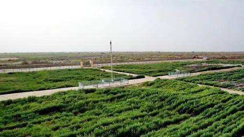 盐碱地对农作物有什么危害？会导致粮食减产吗？