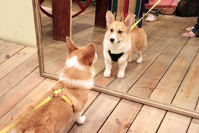 狗狗近亲繁殖，甚至回交！难道它们认不出母亲和兄弟姐妹？