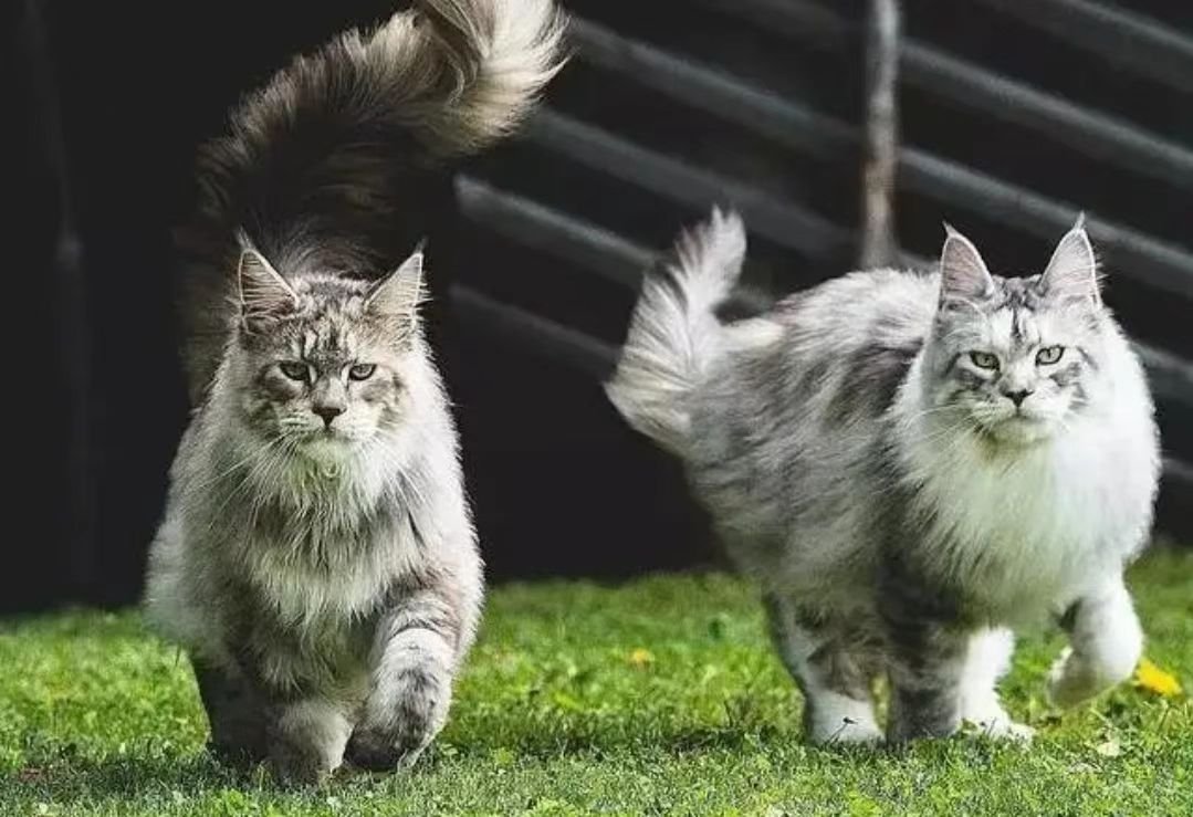 缅因猫因太胖被误当猞猁送到保护站，缅因猫为啥可以长这么胖？