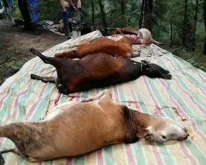 海南30多头牛被雷击中毙命，为什么雷电会把牛击中？