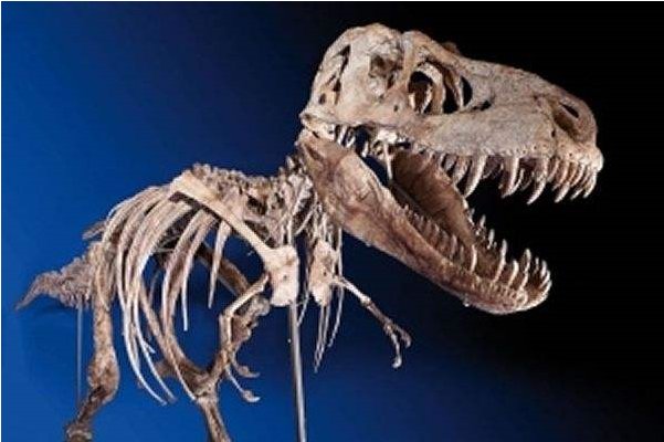 科学家发现恐龙墓,距今已有约2.2亿年,是谁给安葬的?