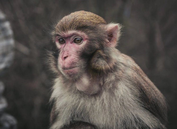 虎年思路清晰额,德才兼备的生肖,都有哪些?