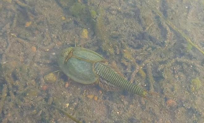 男子在小区池塘拍照，意外发现2亿多年前远古生物！鲎虫为啥能延续这么久？