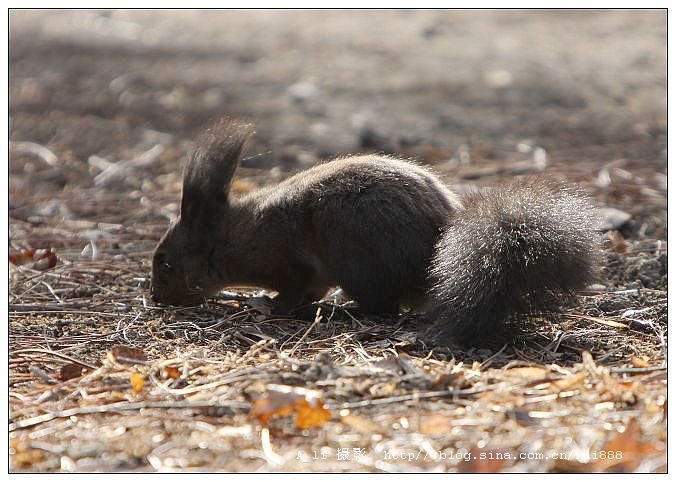 毛耳飞鼠的生活习性