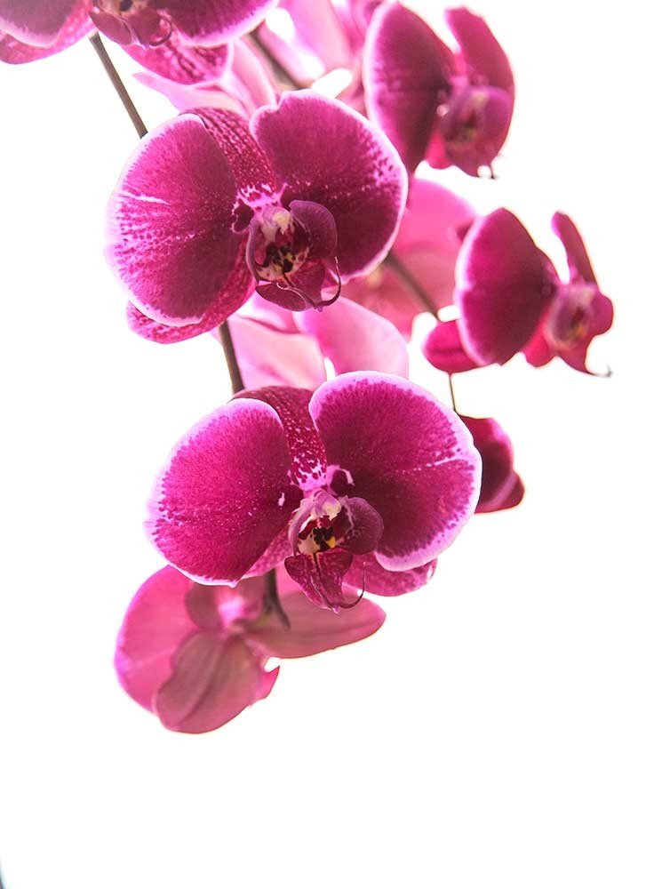 飞兰的主要作品