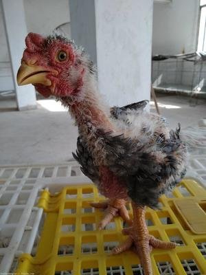 中科院院士周忠和表示，恐龙没有完全灭绝，恐龙的后裔可能是什么？